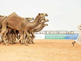 沙特鲁玛举办阿拉伯骆驼节